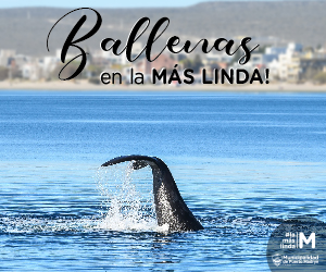 Municipalidad de Puerto Madryn - Ballenas en la más linda